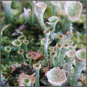 Cladonia chlorophaea