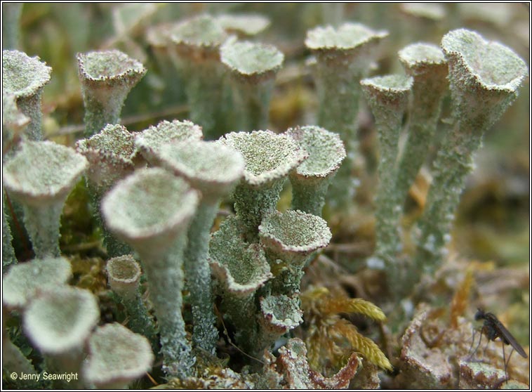 Cladonia chlorophaea