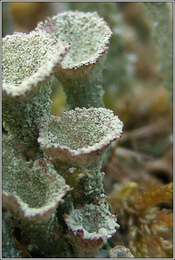 Cladonia chlorophaea