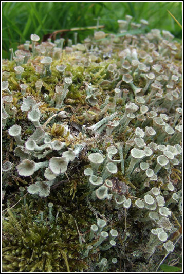 Cladonia chlorophaea