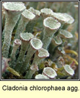 Cladonia chlorophaea