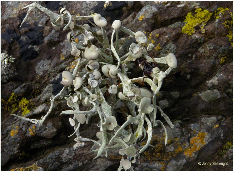 Ramalina siliquosa