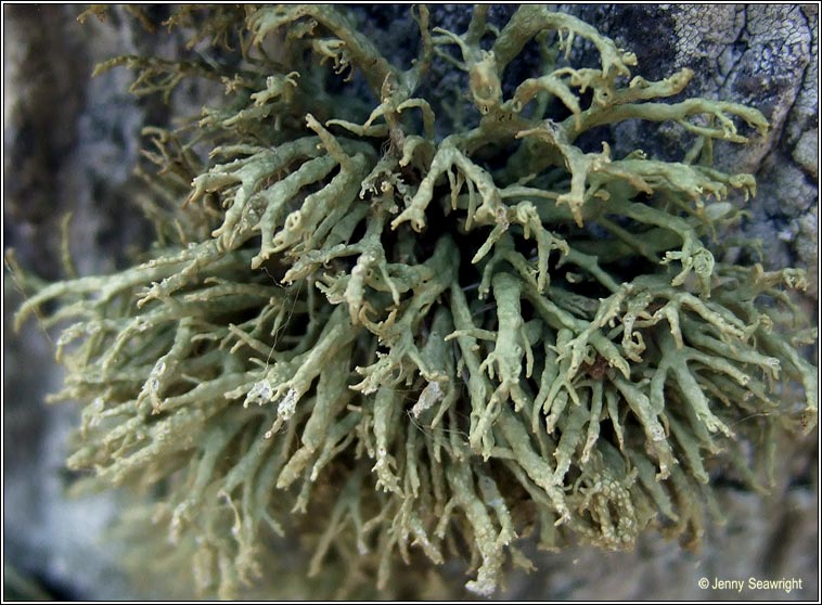 Ramalina siliquosa