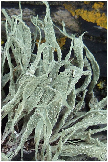 Ramalina siliquosa