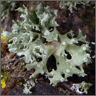 Ramalina fastigiata