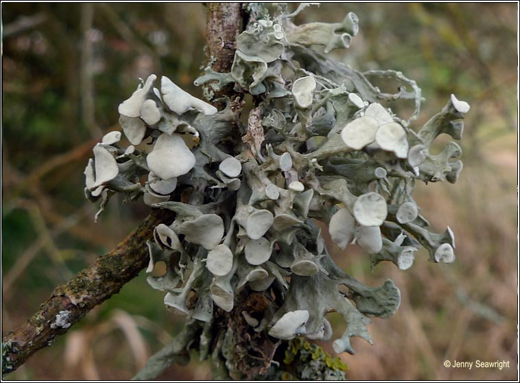 Ramalina fastigiata