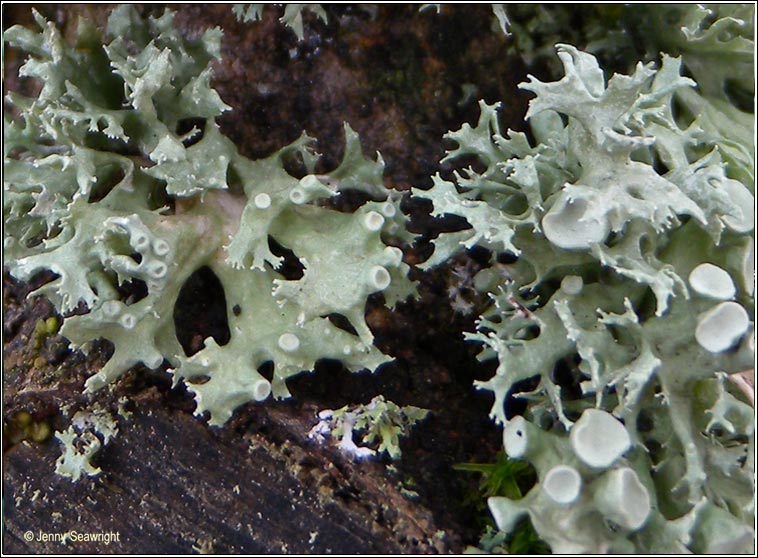 Ramalina fastigiata