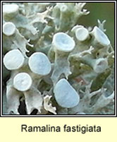 Ramalina fastigiata, Cartilage lichen