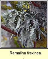 Ramalina fraxinea
