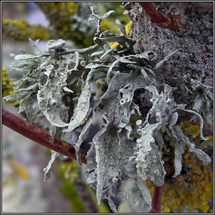 Ramalina fraxinea