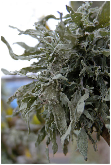 Ramalina fraxinea