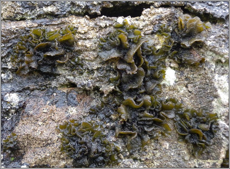 Collema auriforme