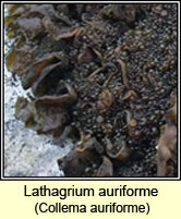 Lathagrium auriforme, Collema auriforme