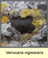 Verrucaria nigrescens