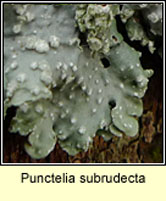 Punctelia subrudecta