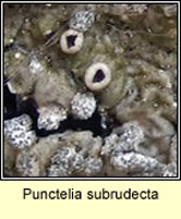 Punctelia subrudecta, fertile
