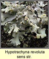 Hypotrachyna revoluta, fertile