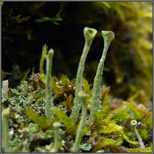 Cladonia ochrochlora