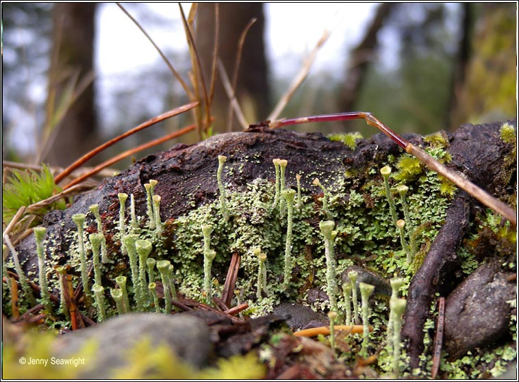 Cladonia ochrochlora