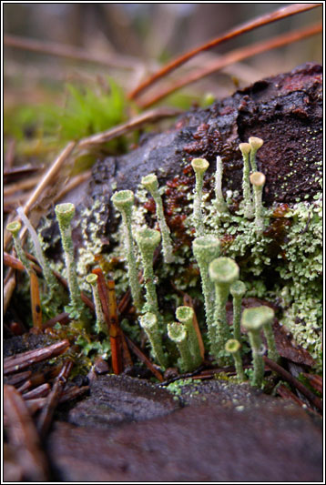 Cladonia ochrochlora