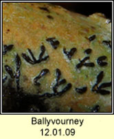 Q Ballyvourney