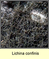 Lichina confinis