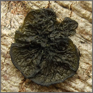 Collema furfuraceum