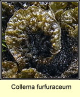 Collema furfuraceum