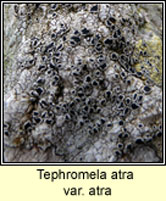 Tephromela atra