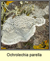 Ochrolechia parella