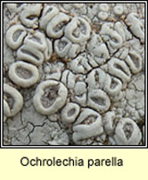 Ochrolechia parella