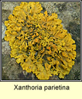 Xanthoria parietina, Common Orange Lichen