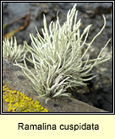 Ramalina cuspidata