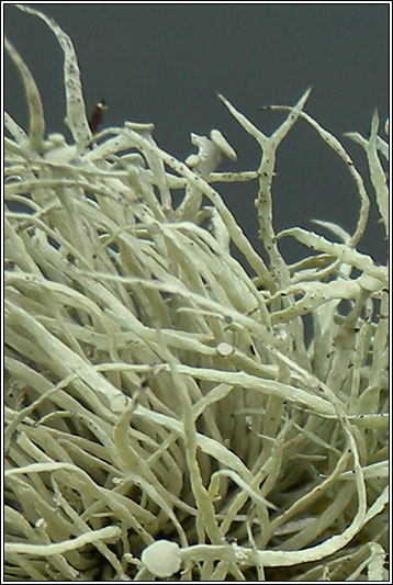 Ramalina cuspidata