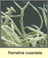 Ramalina cuspidata