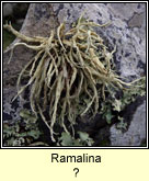 Ramalina