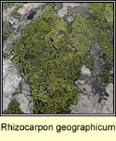 Rhizocarpon geographicum