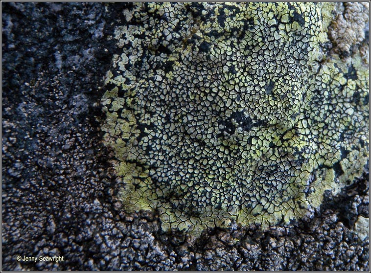 Rhizocarpon geographicum, Map Lichen