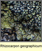 Rhizocarpon geographicum