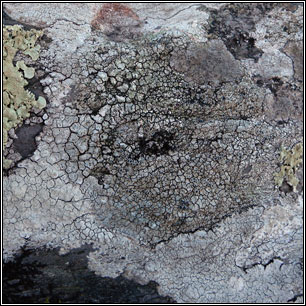 Lecanora actophila