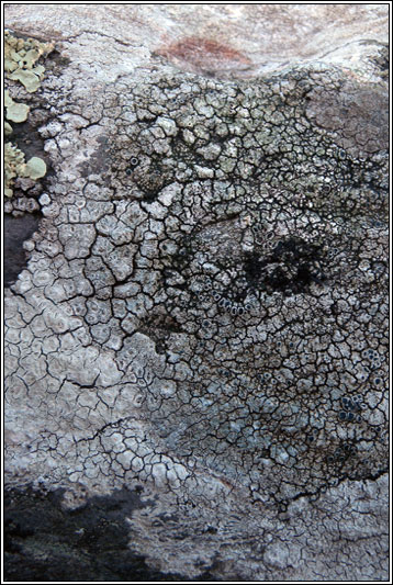 Lecanora actophila