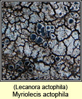 Myriolecis actophila, Lecanora actophila