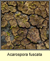 Acarospora fuscata