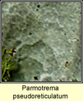 Parmotrema pseudoreticulatum