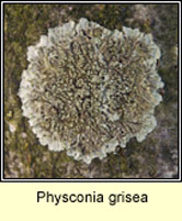 Physconia grisea