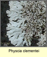 Physcia clementei