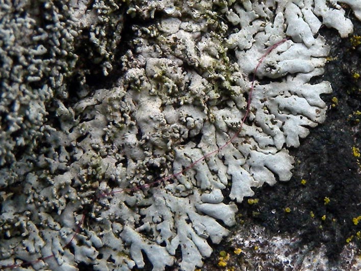 Physcia clementei