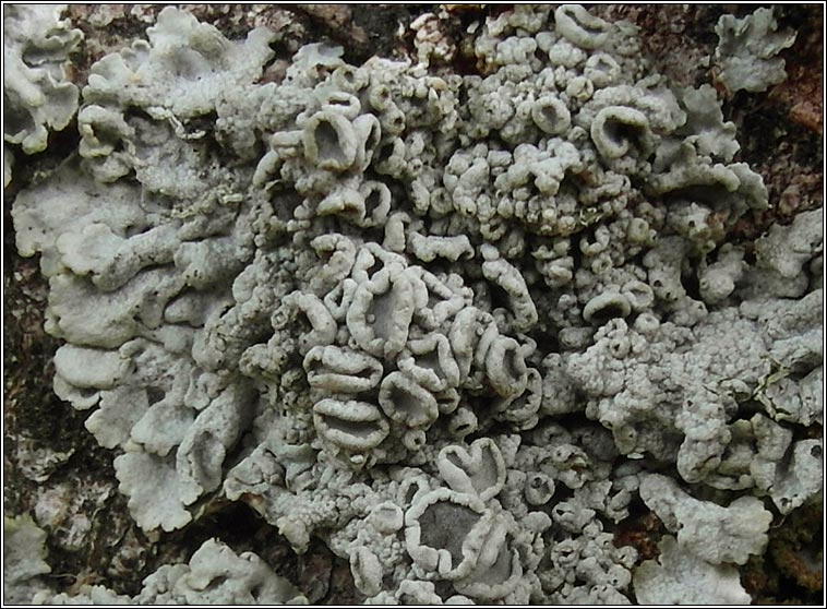 Physcia clementei