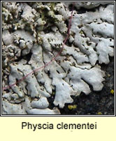 Physcia clementei