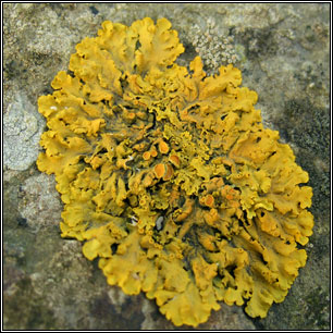 Xanthoria parietina